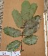  ( - FOLI145)  @11 [ ] CreativeCommons - Attribution Non-Commercial Share-Alike (2013) Unspecified Herbarium de l'Université Libre de Bruxelles
