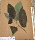  ( - FOLI146)  @11 [ ] CreativeCommons - Attribution Non-Commercial Share-Alike (2013) Unspecified Herbarium de l'Université Libre de Bruxelles