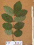  (Lonchocarpus sericeus - FOLI147)  @11 [ ] CreativeCommons - Attribution Non-Commercial Share-Alike (2013) Unspecified Herbarium de l'Université Libre de Bruxelles