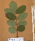 ( - FOLI147)  @11 [ ] CreativeCommons - Attribution Non-Commercial Share-Alike (2013) Unspecified Herbarium de l'Université Libre de Bruxelles