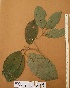  ( - FOLI151)  @11 [ ] CreativeCommons - Attribution Non-Commercial Share-Alike (2013) Unspecified Herbarium de l'Université Libre de Bruxelles