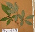  ( - FOLI153)  @11 [ ] CreativeCommons - Attribution Non-Commercial Share-Alike (2013) Unspecified Herbarium de l'Université Libre de Bruxelles
