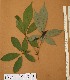  ( - FOLI153)  @11 [ ] CreativeCommons - Attribution Non-Commercial Share-Alike (2013) Unspecified Herbarium de l'Université Libre de Bruxelles