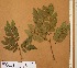  ( - FOLI159)  @11 [ ] CreativeCommons - Attribution Non-Commercial Share-Alike (2013) Unspecified Herbarium de l'Université Libre de Bruxelles