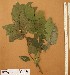  ( - FOLI166)  @11 [ ] CreativeCommons - Attribution Non-Commercial Share-Alike (2013) Unspecified Herbarium de l'Université Libre de Bruxelles