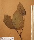  ( - FOLI167)  @11 [ ] CreativeCommons - Attribution Non-Commercial Share-Alike (2013) Unspecified Herbarium de l'Université Libre de Bruxelles