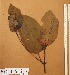  ( - FOLI167)  @11 [ ] CreativeCommons - Attribution Non-Commercial Share-Alike (2013) Unspecified Herbarium de l'Université Libre de Bruxelles