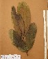  ( - FOLI177)  @11 [ ] CreativeCommons - Attribution Non-Commercial Share-Alike (2013) Unspecified Herbarium de l'Université Libre de Bruxelles
