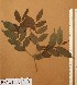  ( - FOLI179)  @11 [ ] CreativeCommons - Attribution Non-Commercial Share-Alike (2013) Unspecified Herbarium de l'Université Libre de Bruxelles