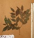  ( - FOLI179)  @11 [ ] CreativeCommons - Attribution Non-Commercial Share-Alike (2013) Unspecified Herbarium de l'Université Libre de Bruxelles