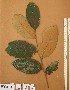  ( - FOLI180)  @11 [ ] CreativeCommons - Attribution Non-Commercial Share-Alike (2013) Unspecified Herbarium de l'Université Libre de Bruxelles
