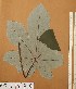  ( - FOLI186)  @11 [ ] CreativeCommons - Attribution Non-Commercial Share-Alike (2013) Unspecified Herbarium de l'Université Libre de Bruxelles
