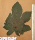  ( - FOLI186)  @11 [ ] CreativeCommons - Attribution Non-Commercial Share-Alike (2013) Unspecified Herbarium de l'Université Libre de Bruxelles