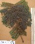  ( - FOLI188)  @11 [ ] CreativeCommons - Attribution Non-Commercial Share-Alike (2013) Unspecified Herbarium de l'Université Libre de Bruxelles