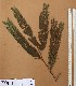 ( - FOLI191)  @11 [ ] CreativeCommons - Attribution Non-Commercial Share-Alike (2013) Unspecified Herbarium de l'Université Libre de Bruxelles