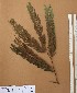  ( - FOLI191)  @11 [ ] CreativeCommons - Attribution Non-Commercial Share-Alike (2013) Unspecified Herbarium de l'Université Libre de Bruxelles