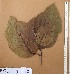  ( - FOLI192)  @11 [ ] CreativeCommons - Attribution Non-Commercial Share-Alike (2013) Unspecified Herbarium de l'Université Libre de Bruxelles