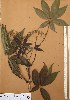  ( - FOLI196)  @11 [ ] CreativeCommons - Attribution Non-Commercial Share-Alike (2013) Unspecified Herbarium de l'Université Libre de Bruxelles