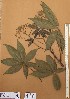  ( - FOLI196)  @11 [ ] CreativeCommons - Attribution Non-Commercial Share-Alike (2013) Unspecified Herbarium de l'Université Libre de Bruxelles