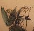  ( - FOLI196)  @11 [ ] CreativeCommons - Attribution Non-Commercial Share-Alike (2013) Unspecified Herbarium de l'Université Libre de Bruxelles
