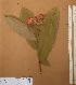  ( - FOLI199)  @11 [ ] CreativeCommons - Attribution Non-Commercial Share-Alike (2013) Unspecified Herbarium de l'Université Libre de Bruxelles