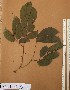  ( - FOLI201)  @11 [ ] CreativeCommons - Attribution Non-Commercial Share-Alike (2013) Unspecified Herbarium de l'Université Libre de Bruxelles