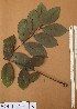  ( - FOLI202)  @11 [ ] CreativeCommons - Attribution Non-Commercial Share-Alike (2013) Unspecified Herbarium de l'Université Libre de Bruxelles