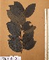  ( - FOLI203)  @11 [ ] CreativeCommons - Attribution Non-Commercial Share-Alike (2013) Unspecified Herbarium de l'Université Libre de Bruxelles