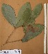  ( - FOLI209)  @11 [ ] CreativeCommons - Attribution Non-Commercial Share-Alike (2013) Unspecified Herbarium de l'Université Libre de Bruxelles