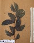  ( - FOLI210)  @11 [ ] CreativeCommons - Attribution Non-Commercial Share-Alike (2013) Unspecified Herbarium de l'Université Libre de Bruxelles
