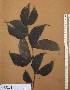  ( - FOLI210)  @11 [ ] CreativeCommons - Attribution Non-Commercial Share-Alike (2013) Unspecified Herbarium de l'Université Libre de Bruxelles
