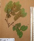  ( - FOLI212)  @11 [ ] CreativeCommons - Attribution Non-Commercial Share-Alike (2013) Unspecified Herbarium de l'Université Libre de Bruxelles