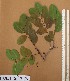  ( - FOLI212)  @11 [ ] CreativeCommons - Attribution Non-Commercial Share-Alike (2013) Unspecified Herbarium de l'Université Libre de Bruxelles