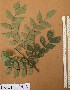  ( - FOLI215)  @11 [ ] CreativeCommons - Attribution Non-Commercial Share-Alike (2013) Unspecified Herbarium de l'Université Libre de Bruxelles
