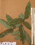  ( - FOLI221)  @11 [ ] CreativeCommons - Attribution Non-Commercial Share-Alike (2013) Unspecified Herbarium de l'Université Libre de Bruxelles