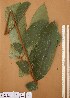  (Chytranthus cauliflorus - FOLI222)  @11 [ ] CreativeCommons - Attribution Non-Commercial Share-Alike (2013) Unspecified Herbarium de l'Université Libre de Bruxelles