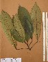  ( - FOLI223)  @11 [ ] CreativeCommons - Attribution Non-Commercial Share-Alike (2013) Unspecified Herbarium de l'Université Libre de Bruxelles