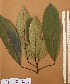  ( - FOLI223)  @11 [ ] CreativeCommons - Attribution Non-Commercial Share-Alike (2013) Unspecified Herbarium de l'Université Libre de Bruxelles
