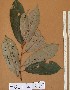  ( - FOLI225)  @11 [ ] CreativeCommons - Attribution Non-Commercial Share-Alike (2013) Unspecified Herbarium de l'Université Libre de Bruxelles