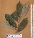  ( - FOLI225)  @11 [ ] CreativeCommons - Attribution Non-Commercial Share-Alike (2013) Unspecified Herbarium de l'Université Libre de Bruxelles