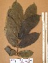  ( - FOLI227)  @11 [ ] CreativeCommons - Attribution Non-Commercial Share-Alike (2013) Unspecified Herbarium de l'Université Libre de Bruxelles