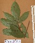  ( - FOLI233)  @11 [ ] CreativeCommons - Attribution Non-Commercial Share-Alike (2013) Unspecified Herbarium de l'Université Libre de Bruxelles