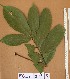  ( - FOLI233)  @11 [ ] CreativeCommons - Attribution Non-Commercial Share-Alike (2013) Unspecified Herbarium de l'Université Libre de Bruxelles