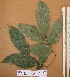  ( - FOLI235)  @11 [ ] CreativeCommons - Attribution Non-Commercial Share-Alike (2013) Unspecified Herbarium de l'Université Libre de Bruxelles
