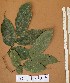  ( - FOLI235)  @11 [ ] CreativeCommons - Attribution Non-Commercial Share-Alike (2013) Unspecified Herbarium de l'Université Libre de Bruxelles
