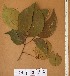  ( - FOLI237)  @11 [ ] CreativeCommons - Attribution Non-Commercial Share-Alike (2013) Unspecified Herbarium de l'Université Libre de Bruxelles