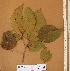  ( - FOLI237)  @11 [ ] CreativeCommons - Attribution Non-Commercial Share-Alike (2013) Unspecified Herbarium de l'Université Libre de Bruxelles