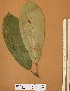  ( - FOLI238)  @11 [ ] CreativeCommons - Attribution Non-Commercial Share-Alike (2013) Unspecified Herbarium de l'Université Libre de Bruxelles