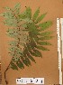  ( - FOLI239)  @11 [ ] CreativeCommons - Attribution Non-Commercial Share-Alike (2013) Unspecified Herbarium de l'Université Libre de Bruxelles
