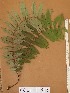  ( - FOLI239)  @11 [ ] CreativeCommons - Attribution Non-Commercial Share-Alike (2013) Unspecified Herbarium de l'Université Libre de Bruxelles